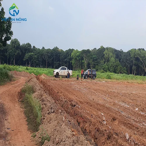 du an tuoi bap o bau bang