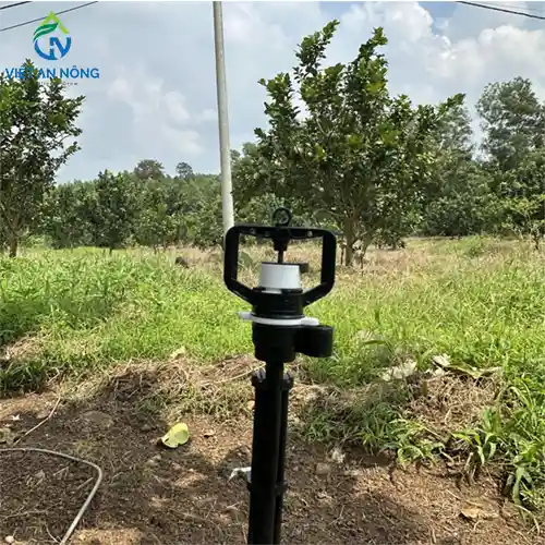 du an tuoi buoi trang bom 2