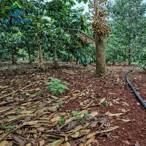 du an tuoi sau rieng dak nong