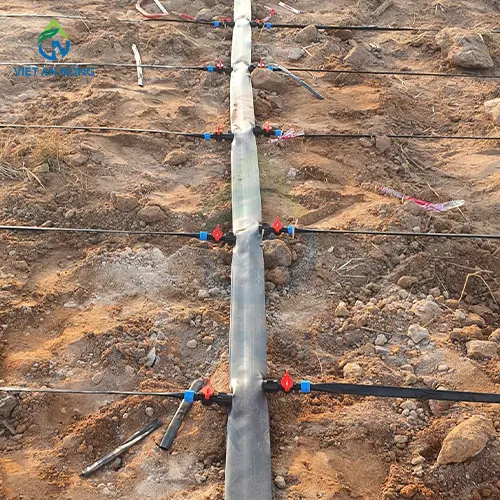 Dự án tưới nhỏ giọt cho bắp