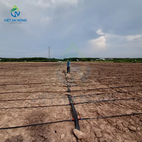 he thong tuoi nho giot cho mo hinh thu nghiem bap 3