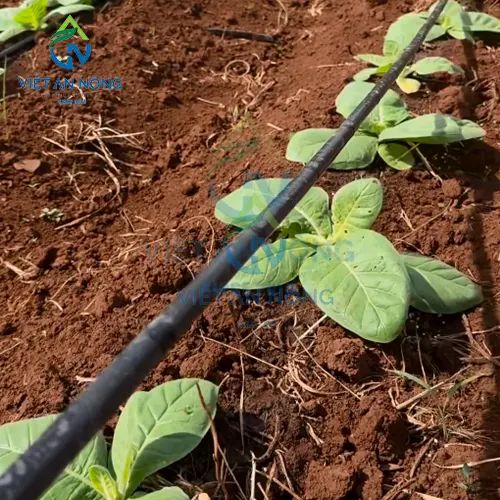 tuoi thuoc la bang he thong tuoi nho giot 1