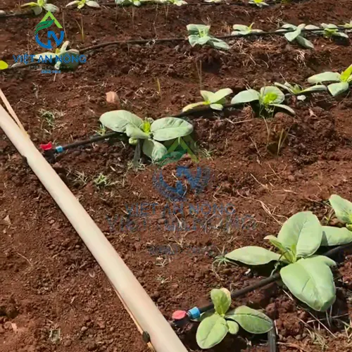 tuoi thuoc la bang he thong tuoi nho giot 3