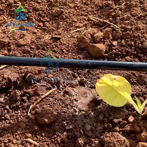 giai-phap-tuoi-nho-giot-giup-cay-ca-chua-dat-nang-suat-cao