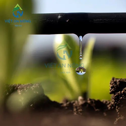 giai-phap-tuoi-nho-giot-giup-cay-ca-chua-dat-nang-suat-cao