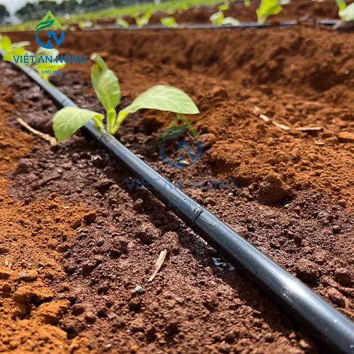 giai-phap-tuoi-nho-giot-giup-cay-ca-chua-dat-nang-suat-cao