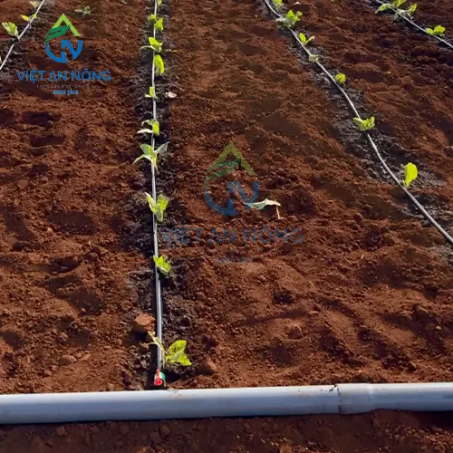 giai-phap-tuoi-nho-giot-hieu-qua-cho-cay-bo-tiet-kiem-nuoc-va-tang-nang-suat