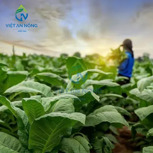 giai-phap-tuoi-nho-giot-hieu-qua-cho-cay-bo-tiet-kiem-nuoc-va-tang-nang-suat