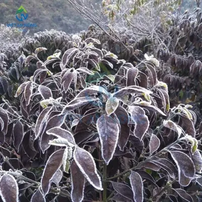 Cach Cai Thien Tac Dong Cua Suong Muoi Bang Gia Doi Voi Cay Ca Phe