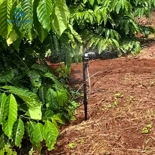 GIAI PHAP TUOI GOC CHO CAY CA PHE DAT NANG SUAT CAO 3