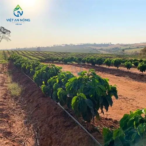 GIAI PHAP TUOI GOC CHO CAY CA PHE DAT NANG SUAT CAO 7