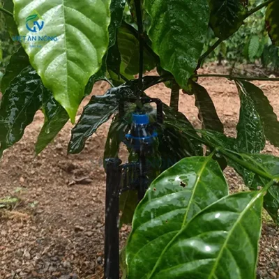 GIAI PHAP TUOI GOC CHO CAY CA PHE DAT NANG SUAT CAO 9