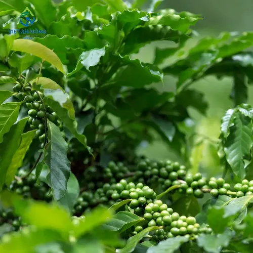 GIAI PHAP TUOI NHO GIOT CHO CAY CA PHE TANG NANG SUAT 1