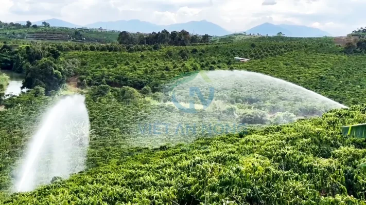 GIAI PHAP TUOI PHUN MUA CHO CAY CA PHE 17