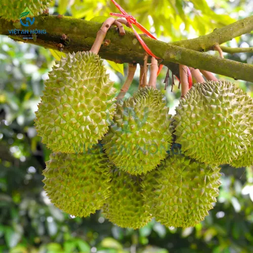 Ky thuat cham soc va tuoi sau rieng trai vu khu vuc Mien Tay 1