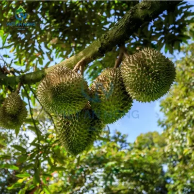 Ky thuat cham soc va tuoi sau rieng trai vu khu vuc Mien Tay 2