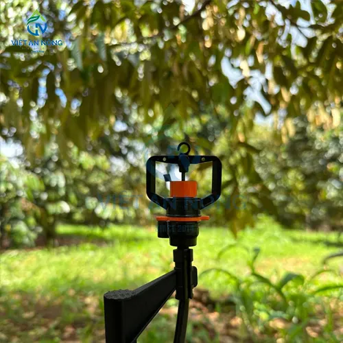 Ky thuat cham soc va tuoi sau rieng trai vu khu vuc Mien Tay 3