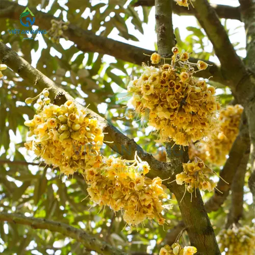 Ky thuat cham soc va tuoi sau rieng trai vu khu vuc Mien Tay 4