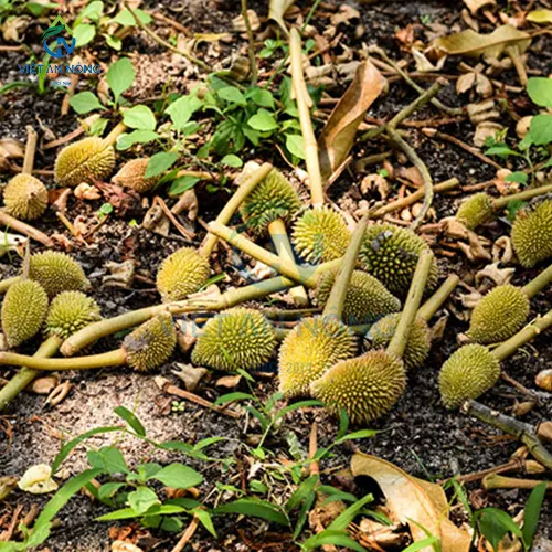 Ky thuat cham soc va tuoi sau rieng trai vu khu vuc Mien Tay 5