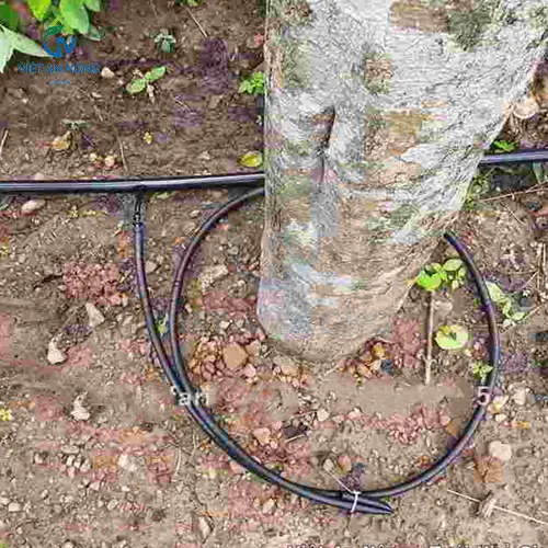 giai-phap-tuoi-nho-giot-hieu-qua-cho-cay-bo-tiet-kiem-nuoc-va-tang-nang-suat