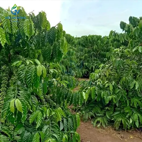 Ky Thuat Cham Soc va Tuoi Ca Phe Xanh Lun Nang Suat Cao 3