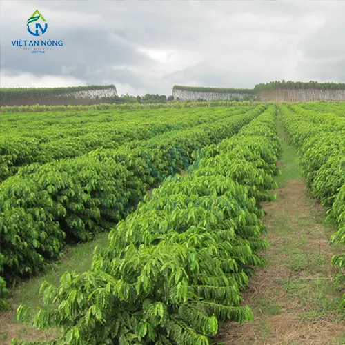 Ky Thuat Cham Soc va Tuoi Ca Phe Xanh Lun Nang Suat Cao 5