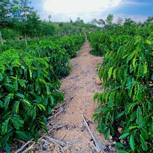 Ky Thuat Cham Soc va Tuoi Ca Phe Xanh Lun Nang Suat Cao 6