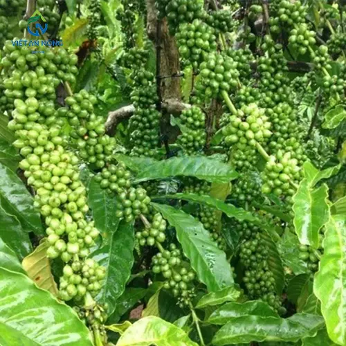 Ky Thuat Cham Soc va Tuoi Ca Phe Xanh Lun Nang Suat Cao