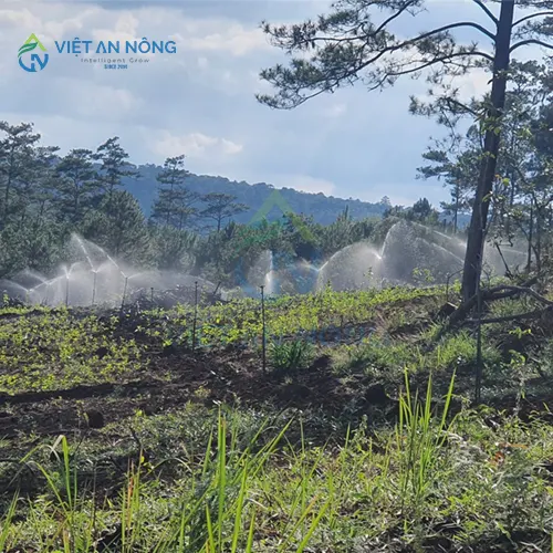 bec-tuoi-cay-loai-nao-tuoi-duoc-xa-va-deu-nuoc-nhat-hien-nay