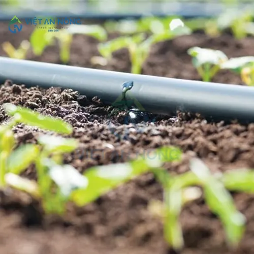 co-nen-dung-ong-tuoi-nho-giot-cho-cay-an-qua-lau-nam-khong