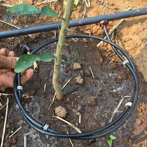 co-nen-dung-ong-tuoi-nho-giot-cho-cay-an-qua-lau-nam-khong