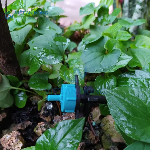 co-nen-dung-ong-tuoi-nho-giot-cho-cay-an-qua-lau-nam-khong