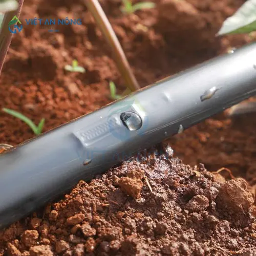 co-nen-dung-ong-tuoi-nho-giot-cho-cay-an-qua-lau-nam-khong