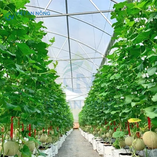 kinh-ngiem-chon-he-thong-tuoi-nho-giot-cho-dua-luoi