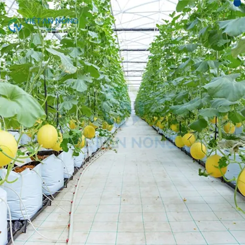 kinh-ngiem-chon-he-thong-tuoi-nho-giot-cho-dua-luoi