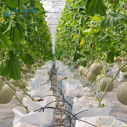 kinh-ngiem-chon-he-thong-tuoi-nho-giot-cho-dua-luoi