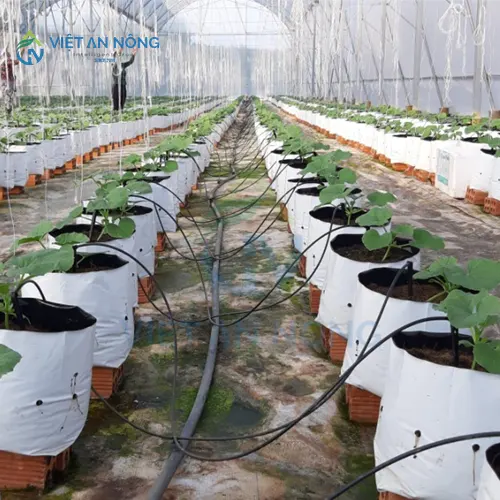 kinh-ngiem-chon-he-thong-tuoi-nho-giot-cho-dua-luoi