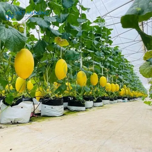 kinh-ngiem-chon-he-thong-tuoi-nho-giot-cho-dua-luoi