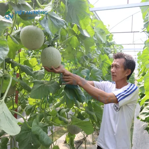 kinh-ngiem-chon-he-thong-tuoi-nho-giot-cho-dua-luoi