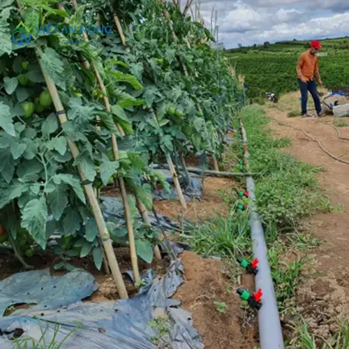 giai-phap-tuoi-nho-giot-giup-cay-ca-chua-dat-nang-suat-cao