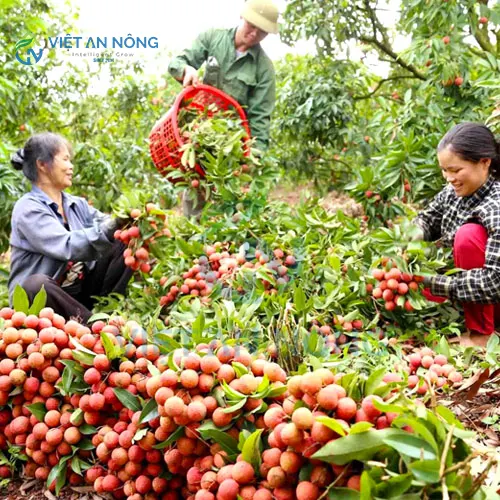 giai-phap-tuoi-ket-hop-bon-phan-tu-dong-cho-cay-vai