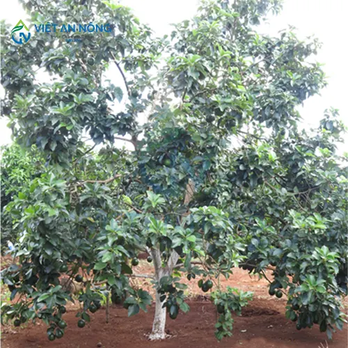 giai-phap-tuoi-nho-giot-hieu-qua-cho-cay-bo-tiet-kiem-nuoc-va-tang-nang-suat