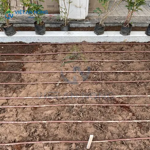 giai-phap-tuoi-nho-giot-hieu-qua-cho-cay-bo-tiet-kiem-nuoc-va-tang-nang-suat