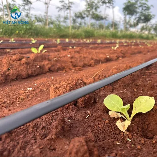 giai-phap-tuoi-nho-giot-hieu-qua-cho-cay-bo-tiet-kiem-nuoc-va-tang-nang-suat