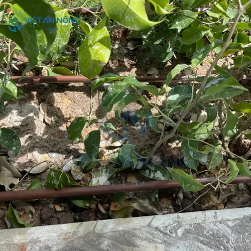 giai-phap-tuoi-nho-giot-hieu-qua-cho-cay-bo-tiet-kiem-nuoc-va-tang-nang-suat