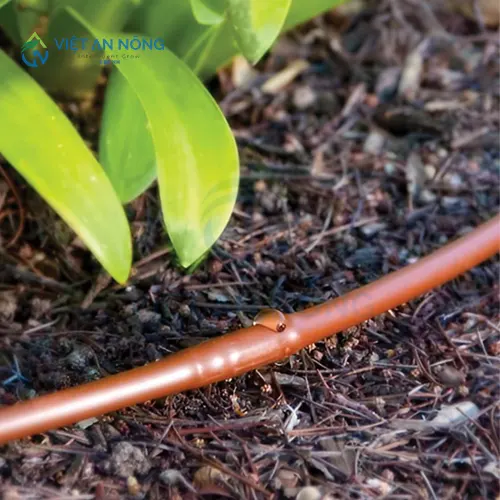 giai-phap-tuoi-nho-giot-giup-cay-ca-chua-dat-nang-suat-cao