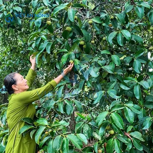 kinh-nghiem-vang-trong-tuoi-mang-cut-giup-cay-tang-nang-suat11