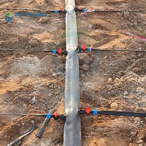 kinh-nghiem-vang-trong-tuoi-mang-cut-giup-cay-tang-nang-suat12