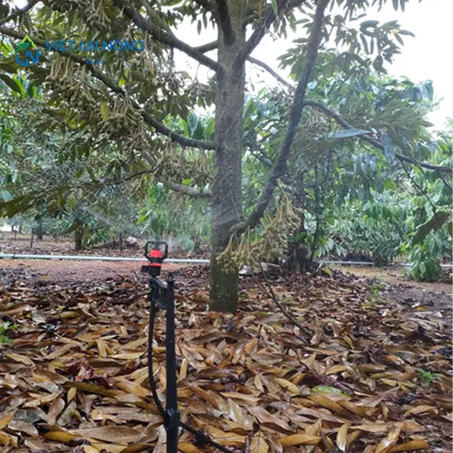 kinh-nghiem-vang-trong-tuoi-mang-cut-giup-cay-tang-nang-suat13