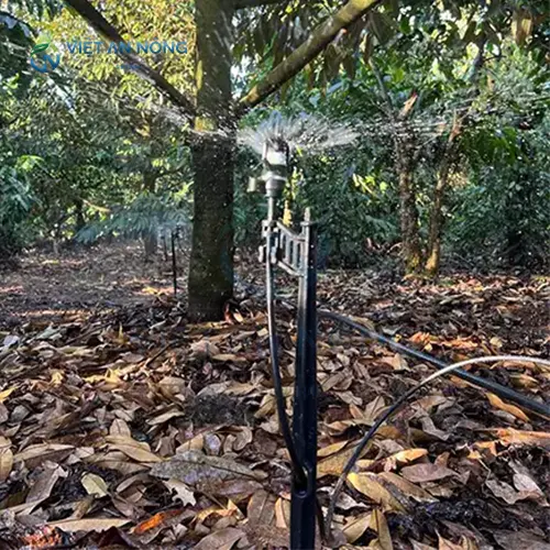 kinh-nghiem-vang-trong-tuoi-mang-cut-giup-cay-tang-nang-suat14